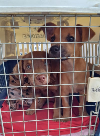 COPA DE CARGA Guadalupe y Dependencias a partir del 9 de febrero de 2024