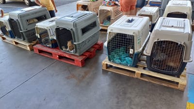 COPA DE CARGA Guadalupe y Dependencias del 19 de febrero de 2024