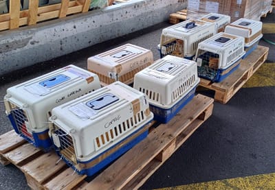 COPA DE CARGA Guadalupe y Dependencias del 23 de febrero de 2024