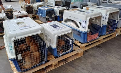 COPA DE CARGA Guadalupe y Dependencias del 26 de febrero de 2024