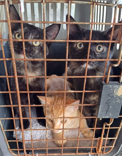 COPA DE CARGA Guadalupe y Dependencias del 22 de marzo de 2024