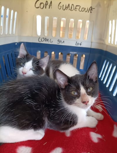 COPA DE CARGA Guadalupe y Dependencias a partir del 5 de abril de 2024