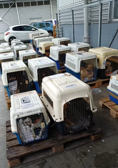 COPA DE CARGA Guadalupe y Dependencias del 15 de abril de 2024