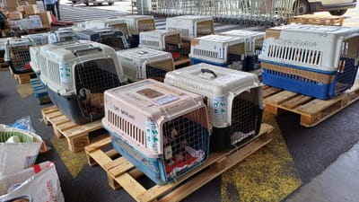 COPA DE CARGA Guadalupe y Dependencias del 19 de abril de 2024