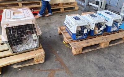 COPA DE CARGA Guadalupe y Dependencias a partir del 3 de mayo de 2024