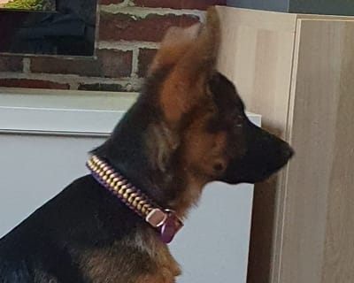 {{trans:6602bbeb2956c035fb4cb5e844a4861b_1}} image