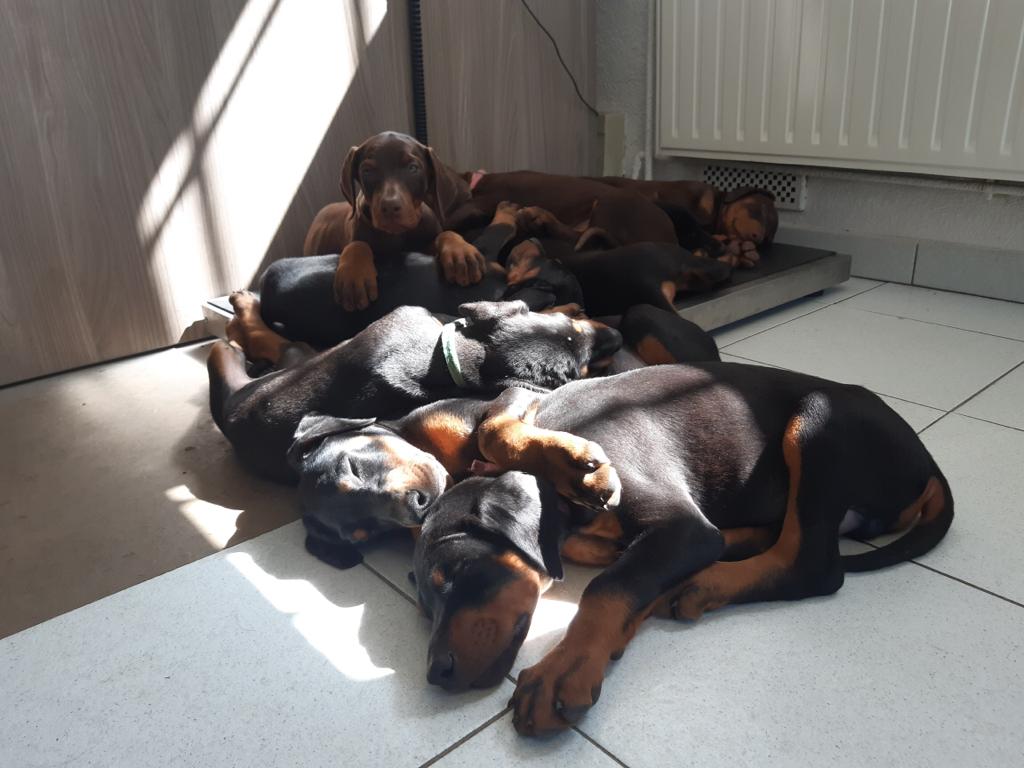 Première visite pour ces adorables chiots