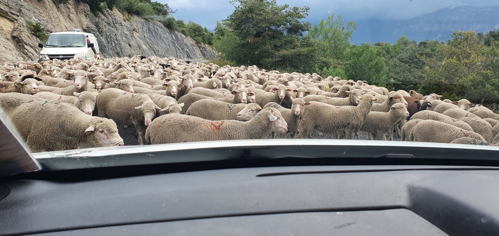 Début de la mise à l'herbe