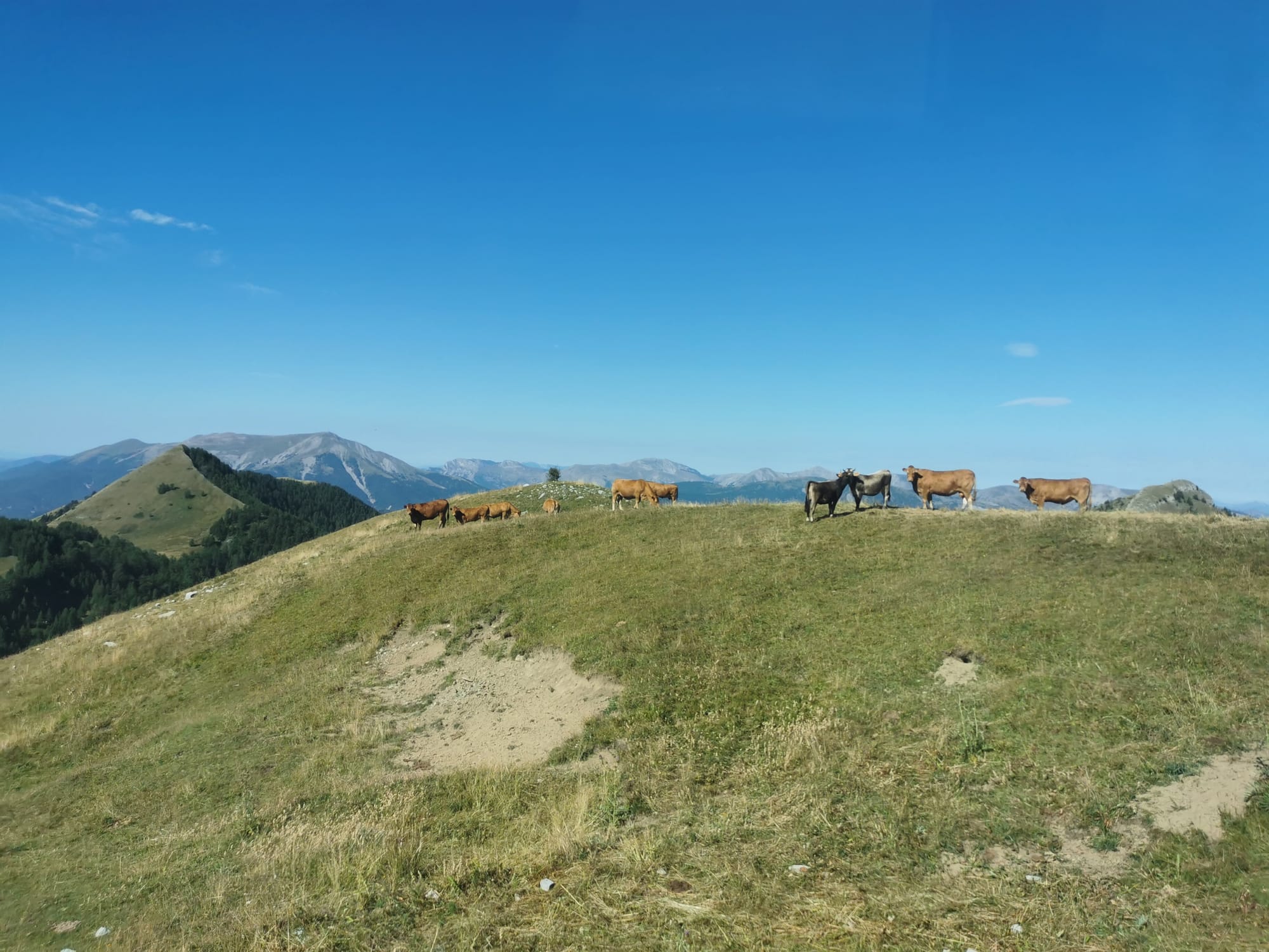 Alpage de la cabane des mulets