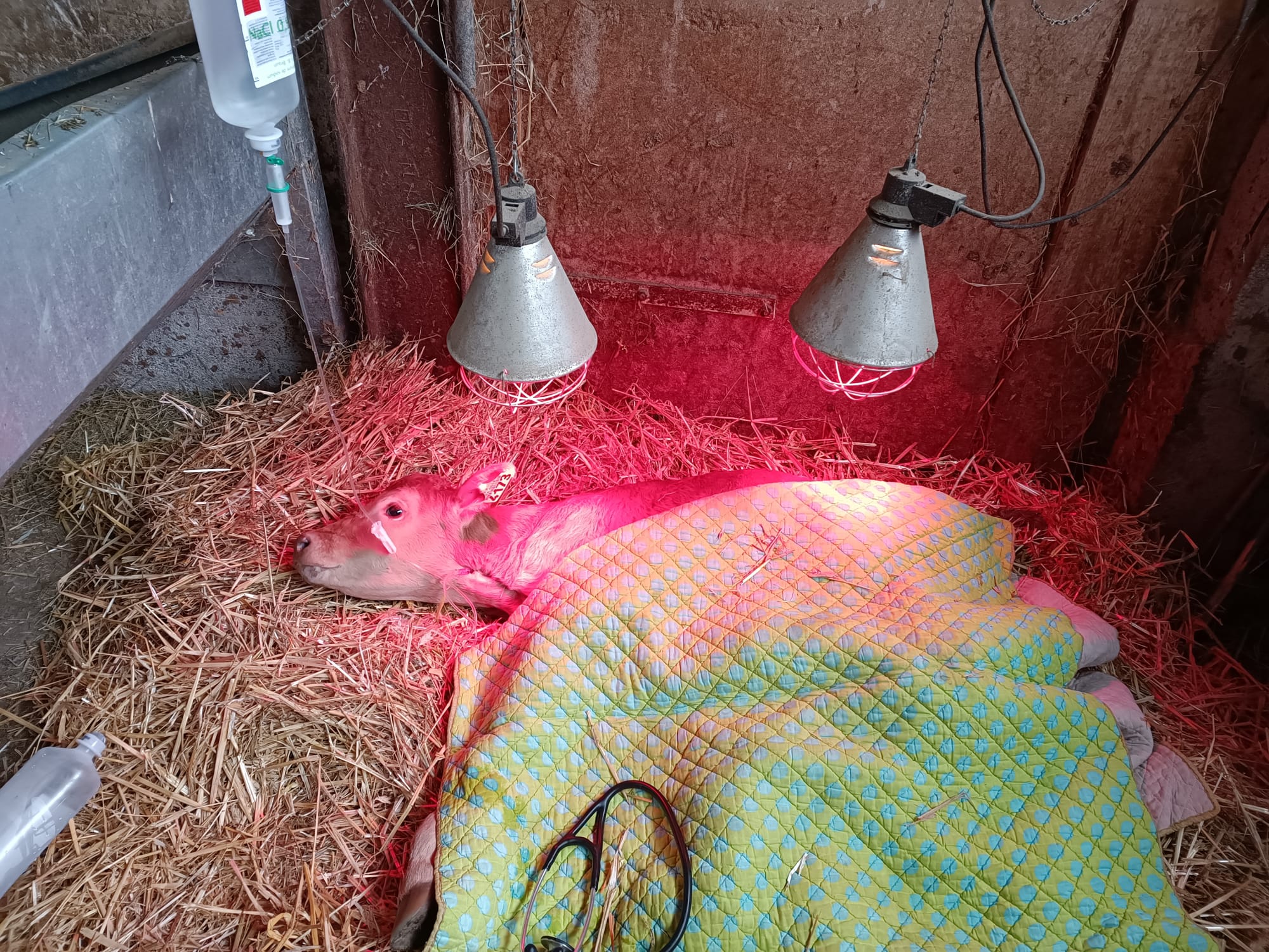 perfusion de veau en ferme