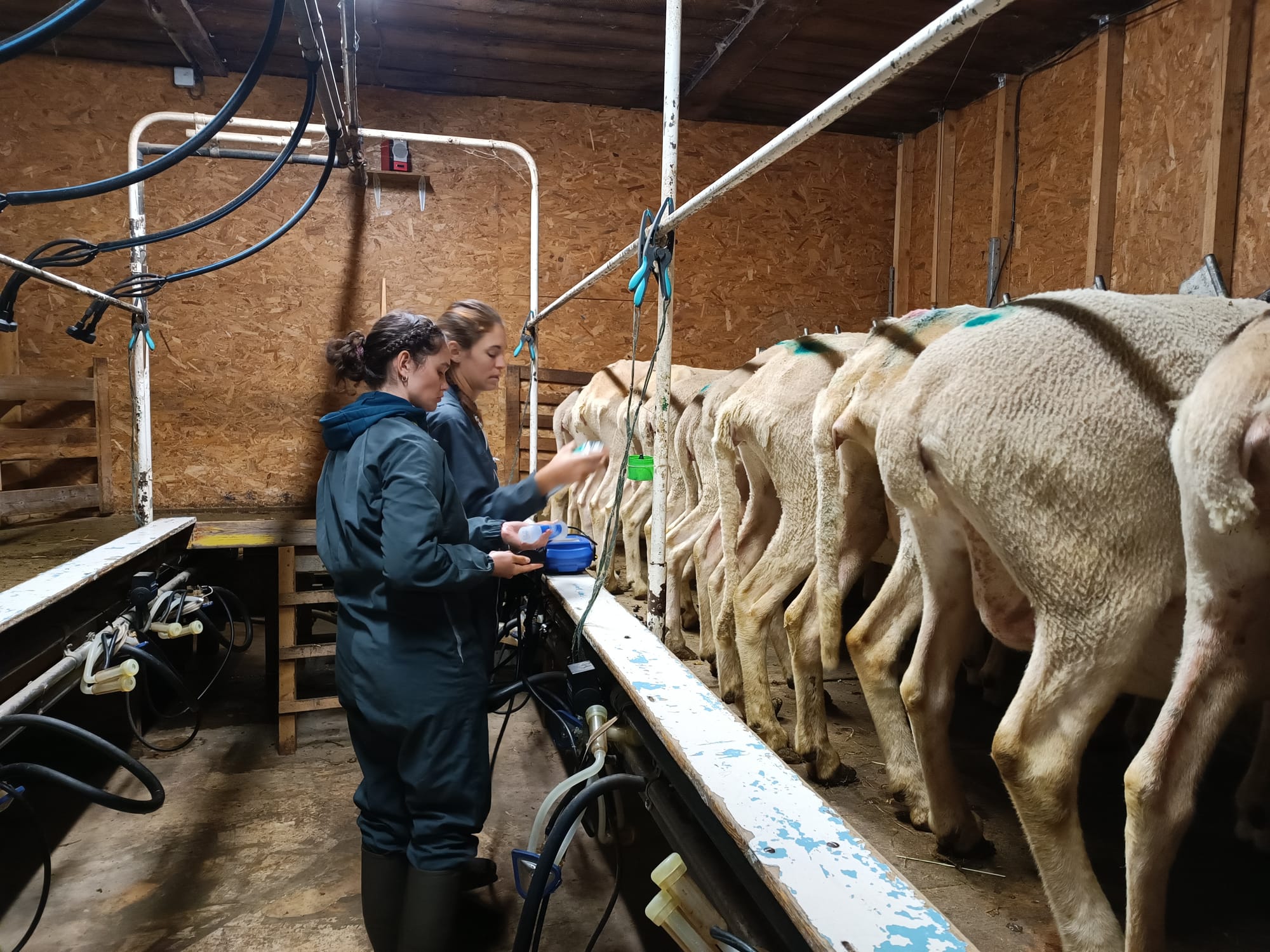 Echographie des brebis en salle de traite