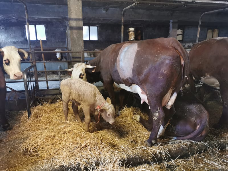 Médecine et chirurgie des animaux d'élevage