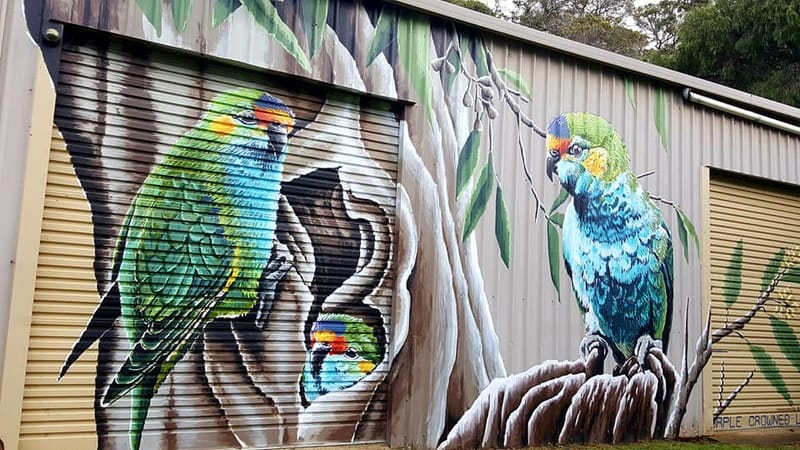 Kangaroos and cockatoos - July 15, 2021