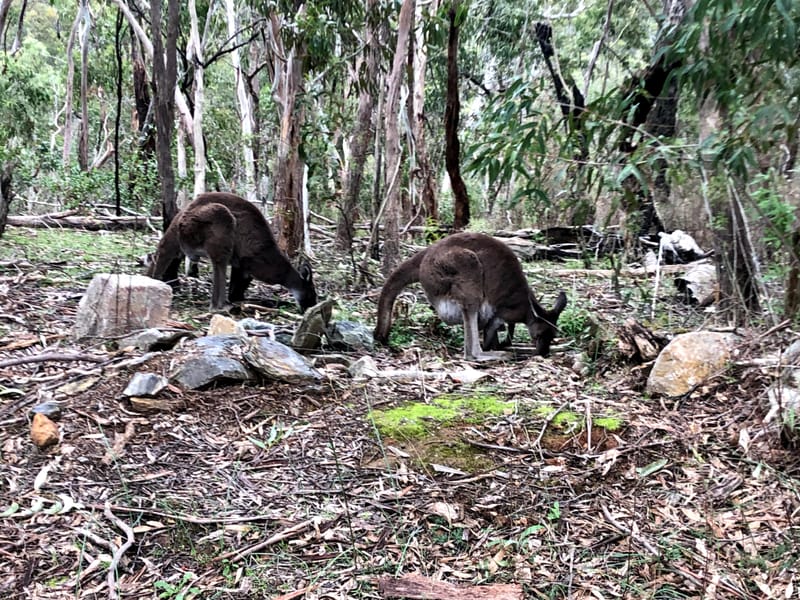 "Is this real life?"