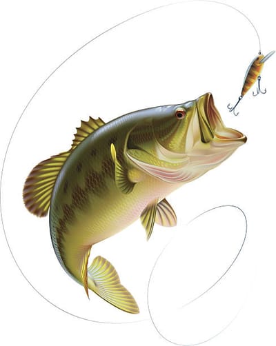 Just how To Plan Your Fishing Trip  image