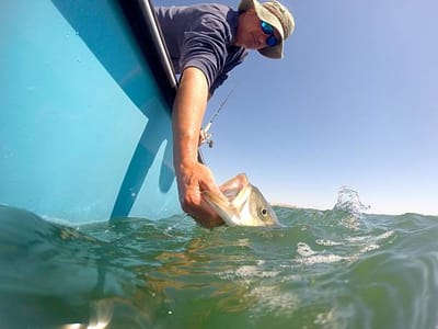 Peacock Bass Fishing Guide in Miami image