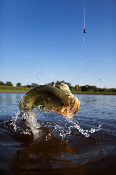 Bass Fishing In Miami - The Very Best Season  image