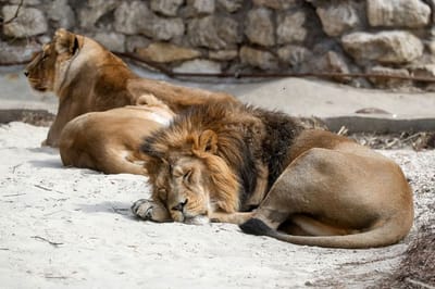 LA FICHE DU LION image