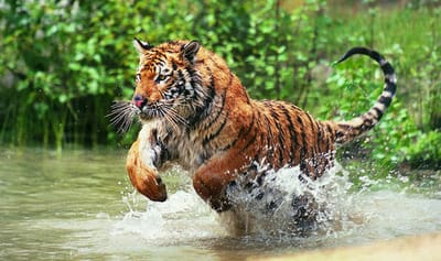 LA FICHE DU TIGRE image