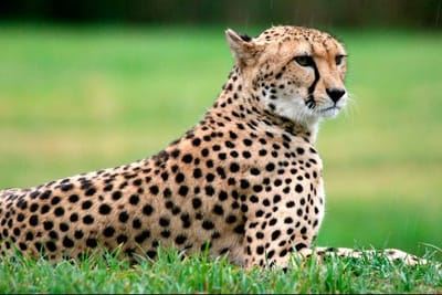 LA FICHE DU guépard image