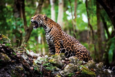 la fiche du jaguar image