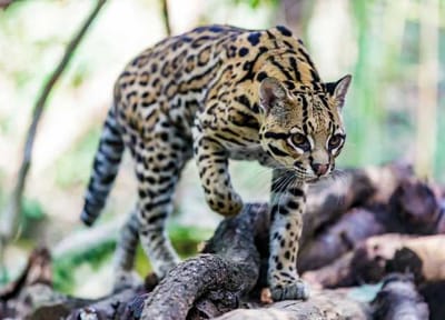 LA FICHE DE L&#039;OCELOT image