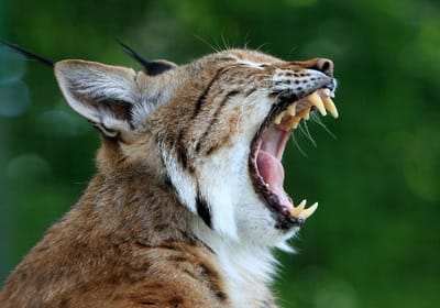 LA FICHE DU LYNX image
