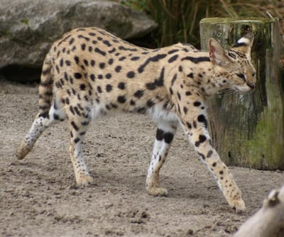 LA FICHE DU SERVAL image