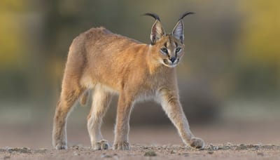 la fiche du caracal image