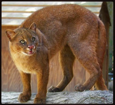 LA FICHE DU JAGUARONDI image