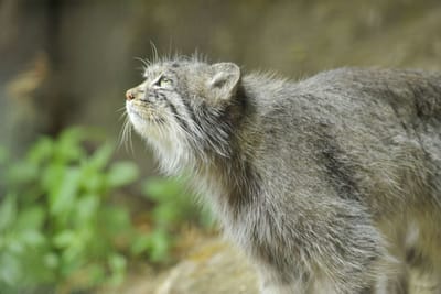 LA FICHE DU MANUL image