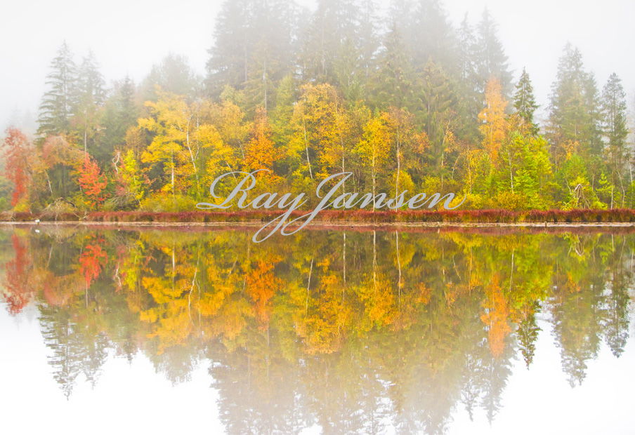 Waldsee im Morgennebel