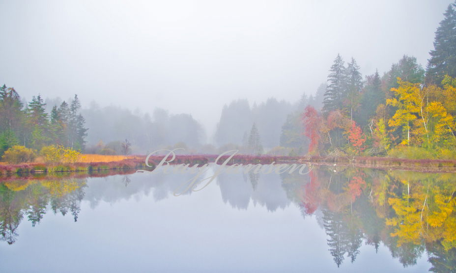 Waldsee im Morgennebel