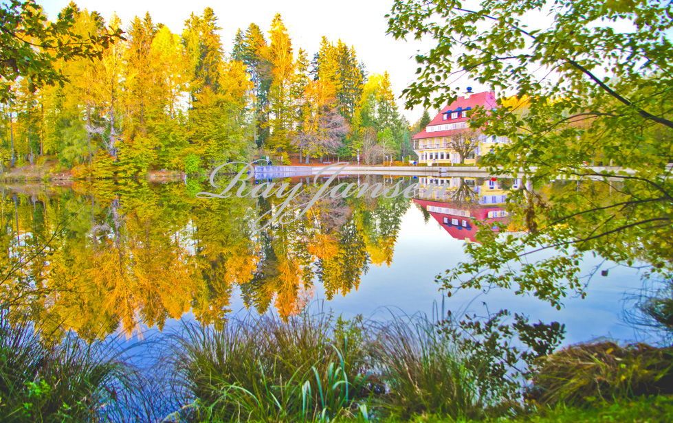 Waldsee im Morgennebel
