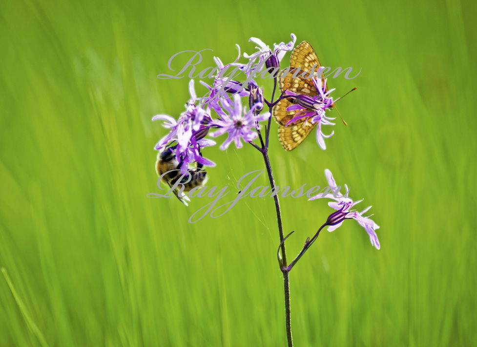 Goldener Schneckenfalter mit Hummel