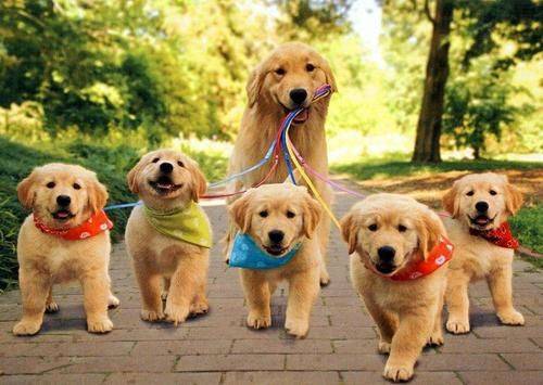 Group Dog Walking