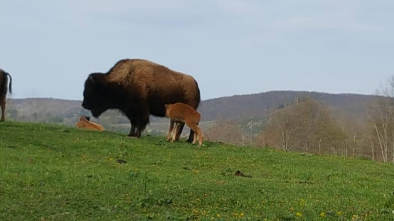 Canadian Bison: Healthy Grass Fed & Natural Meat