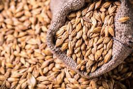 BARLEY GRAIN