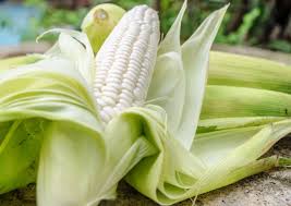 White Corn