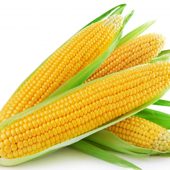 YELLOW & WHITE CORN