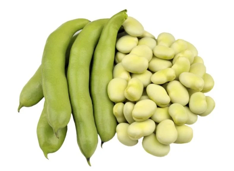 FAVA BEANS