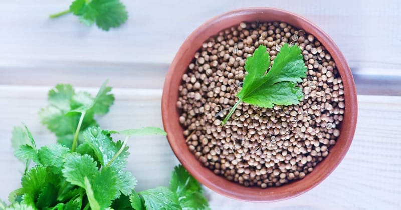 CORIANDER