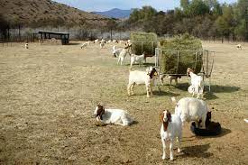 Boer Goat for Sale 45 – 50kg