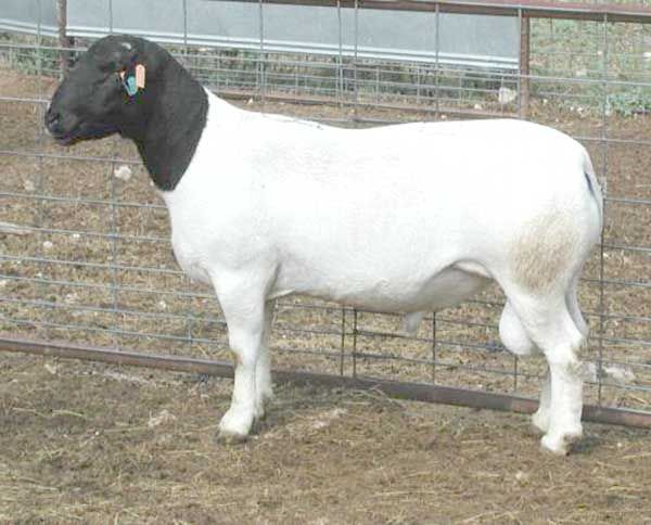 Dorper Sheep