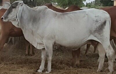 Brahman Cattle for Sale