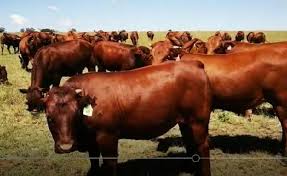 Bonsmara Cattle for sale