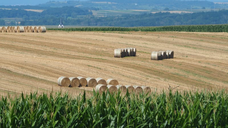 Les champs de blé et fenaison en Alsace