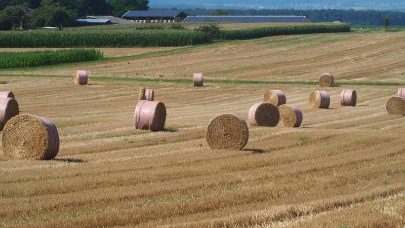 Les champs de blé et fenaison en Alsace