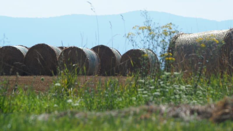 Les champs de blé et fenaison en Alsace