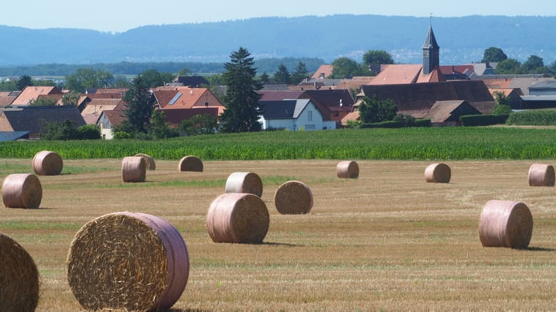 Les champs de blé et fenaison en Alsace